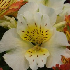 Alstroemeria Inticancha Cabana - Lis des Incas