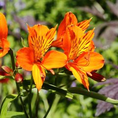 Alstroemeria aurea Orange King - Lys des Incas