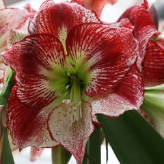 Amaryllis Flamenco Queen