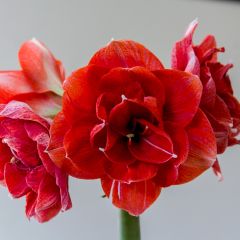 Amaryllis Double Dragon