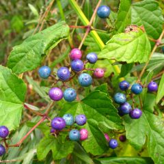 Ampelopsis glandulosa var. maximowiczii - Vigne vierge à fruits bleus