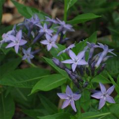 Amsonia orientalis