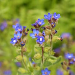 Anchusa azurea Loddon Royalist - Buglosse d'Italie