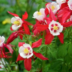 Ancolie Crimson Star (rouge et blanche) - Aquilegia vulgaris