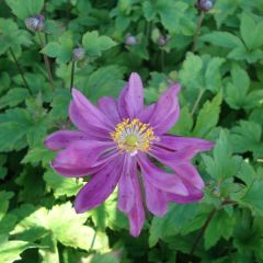 Anémone du Japon Bressingham Glow - Anemone (x) hybrida