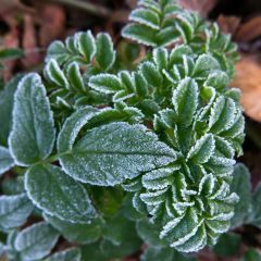 Angelique, Angelica pachycarpa