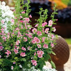 Anisodontea Lady in Pink