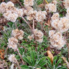 Antennaria dioica Borealis - Pied de Cha