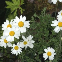 Anthemis carpatica Karpatenschnee - Camomille des monts Carpates Karpatenschnee