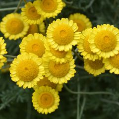 Anthemis sancti-johannis - Anthémis de la Saint-Jean