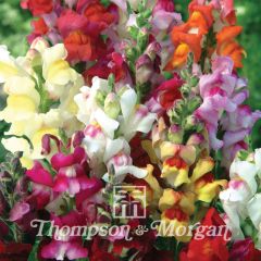 Graines de Muflier Circus Clowns - Antirrhinum majus