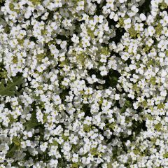 Arabis caucasica Snowcap (Schneehaube)