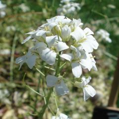 Arabis ferdinandi coburgii Old Gold - Arabette panachée jaune - Corbeille d'argent