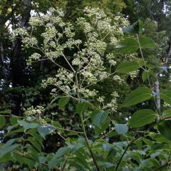 Aralia spinosa - Angélique épineuse