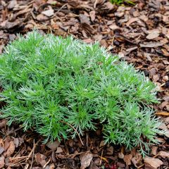 Armoise - Artemisia schmidtiana Nana