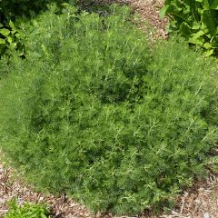 Aurone - Artemisia abrotanum