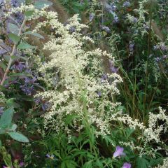 Armoise - Artemisia lactiflora