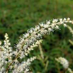 Aruncus dioïcus Kneiffii - Barbe de Bouc