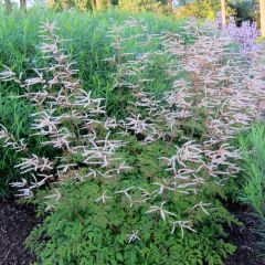 Aruncus hybride Horatio - Barbe de Bouc