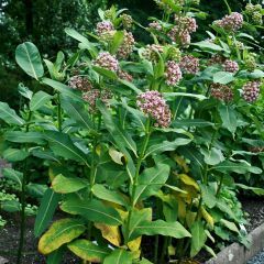 Asclepias syriaca ou cornuti - Herbe aux perruches