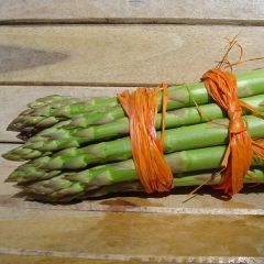 Asperge sélection Lima Verte en griffes - Asparagus officinalis