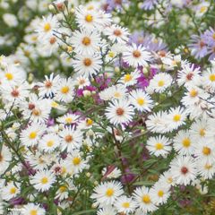 Aster novae angliae Herbstschnee - Aster grand d'automne