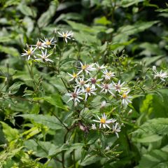 Aster divaricatus - Aster divariqué