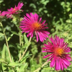 Aster novae-angliae Septemberrubin - Septembre rouge