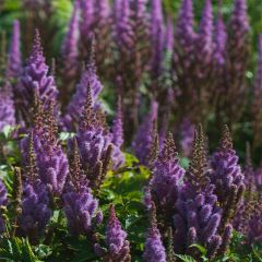 Astilbe chinensis Pumila