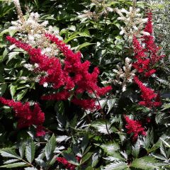 Astilbe japonica Montgomery