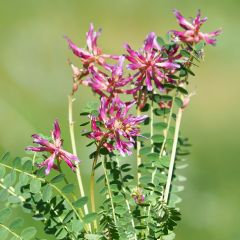 Astragalus monspessulanus