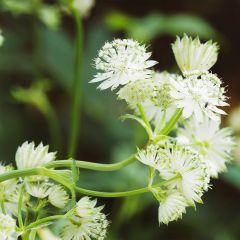 Astrance - Astrantia major Alba (White)