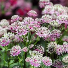 Astrance - Astrantia major Buckland