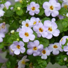 Bacopa Gulliver Blue Sensation 