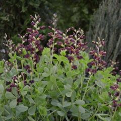 Baptisia Dutch Chocolate - Lupin indigo pourpre brunâtre