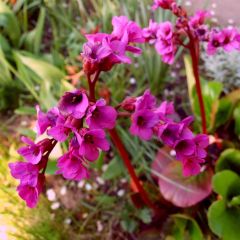 Bergenia Ouvertüre