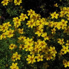 Bidens Yellow Charm