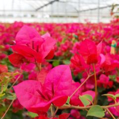 Bougainvillier spectabilis Rouge sang
