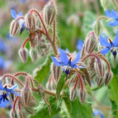 Bourrache bleue et blanche