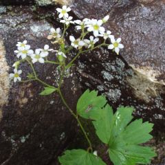 Boykinia aconitifolia