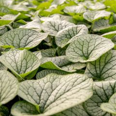 Brunnera macrophylla Alexander's Great - Myosotis du Caucase