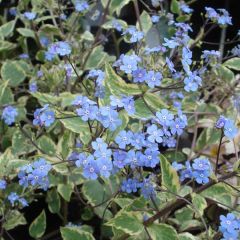 Brunnera macrophylla Hadspen cream - Myosotis du Caucase