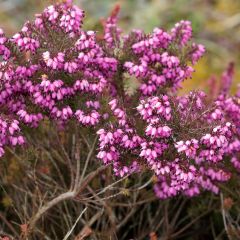 Bruyère d'Hiver - Erica x darleyensis Kramer's Rote