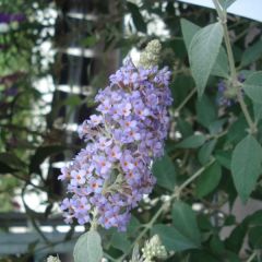 Buddleia Lochinch - Arbre aux papillons