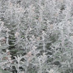 Buddleia Silver Anniversary - Arbre aux papillons