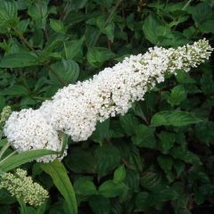 Buddleia davidii White Profusion - Arbre aux papillons