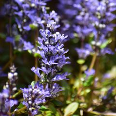 Bugle rampante - Ajuga tenorii Chocolate Chip (Valfredda)