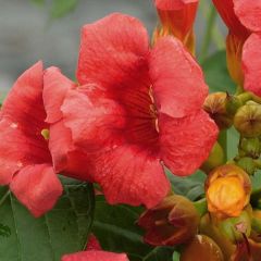 Campsis radicans Stromboli - Bignone de Virginie