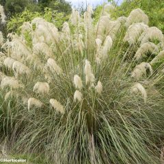 Cortaderia richardii - Petite Herbe de la Pampa