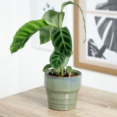 Calathea zebrina